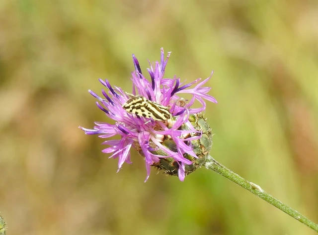 Emmelia trabealis - zebrabagoly