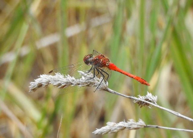 Sympetrum sanguineum - vörös katona-szitakötő Sympetrum sanguineum - vörös katona-szitakötő