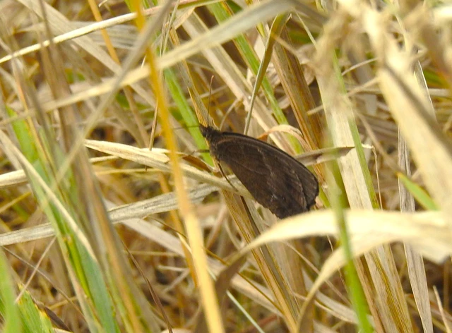 Minois dryas - fekete szemeslepke