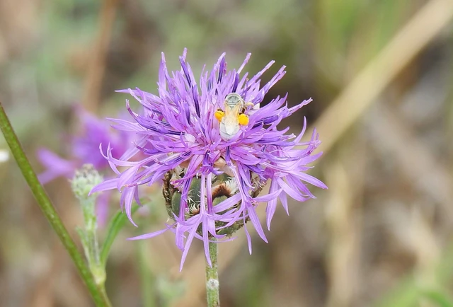 Hymenoptera - Hártyásszárnyúak Hymenoptera - Hártyásszárnyúak