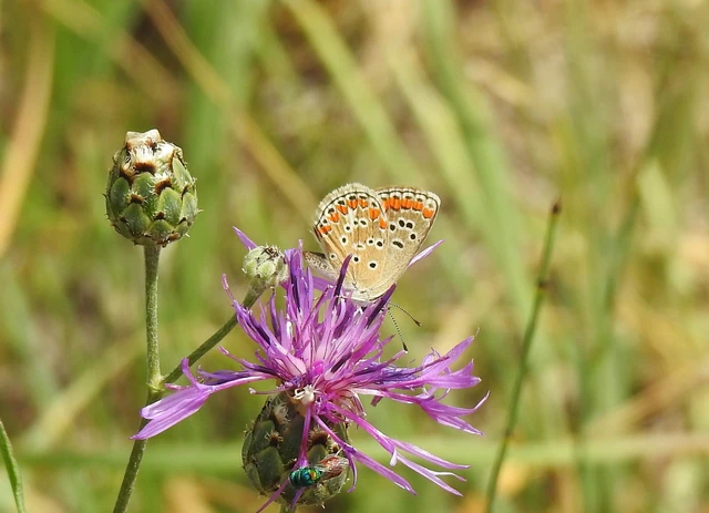 Aricia agestis - szerecsenboglárka