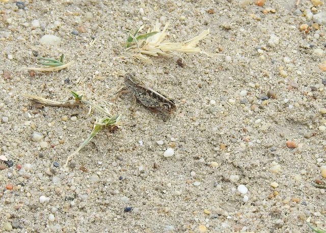 Orthoptera - Egyenesszárnyúak Orthoptera - Egyenesszárnyúak