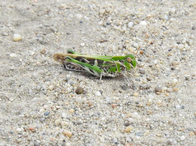 Orthoptera - Egyenesszárnyúak Orthoptera - Egyenesszárnyúak