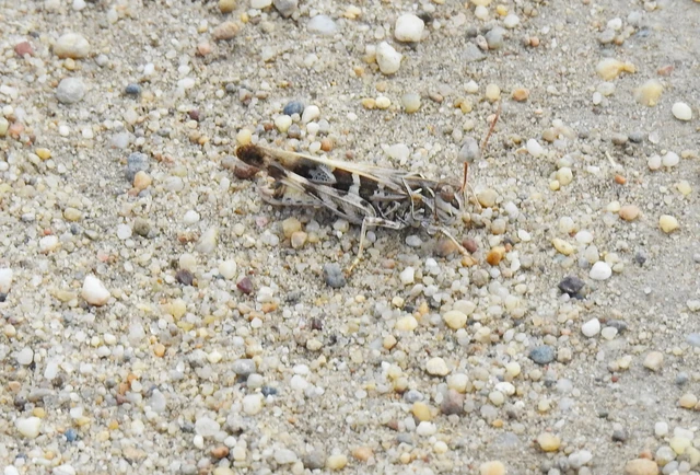 Orthoptera - Egyenesszárnyúak Orthoptera - Egyenesszárnyúak