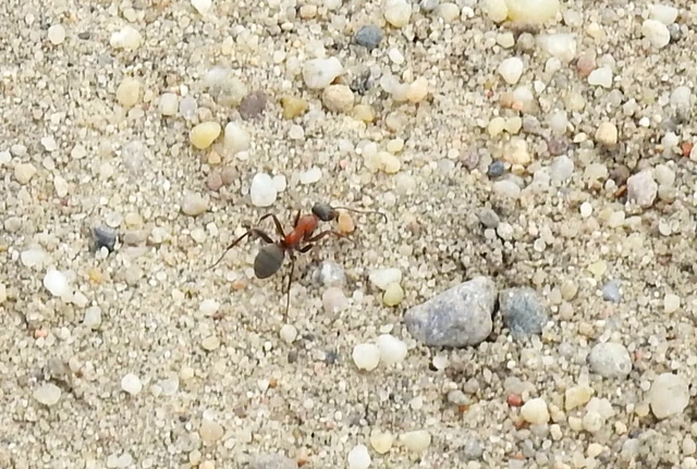 Formica Formica