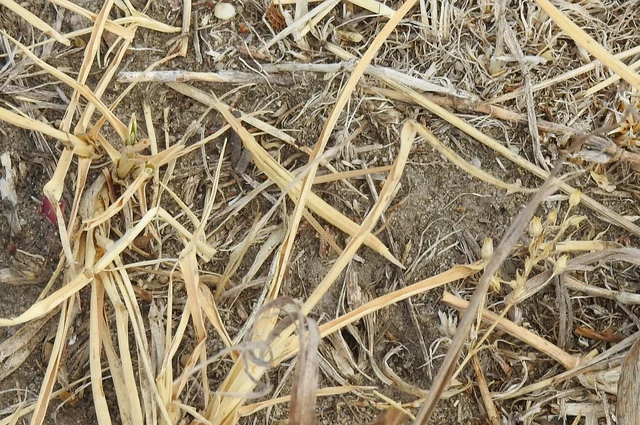 Orthoptera - Egyenesszárnyúak Orthoptera - Egyenesszárnyúak