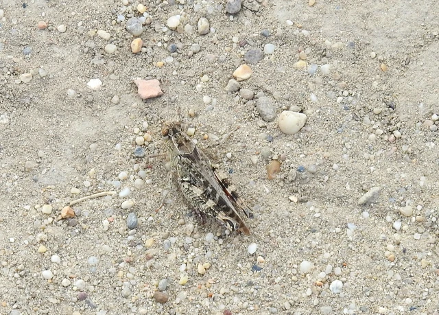 Orthoptera - Egyenesszárnyúak Orthoptera - Egyenesszárnyúak