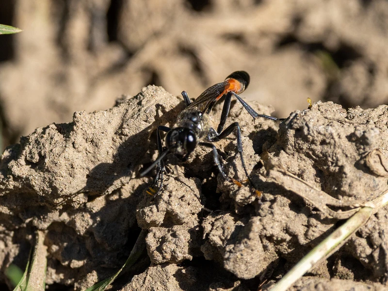 Ammophila sabulosa - homoki hernyóölődarázs