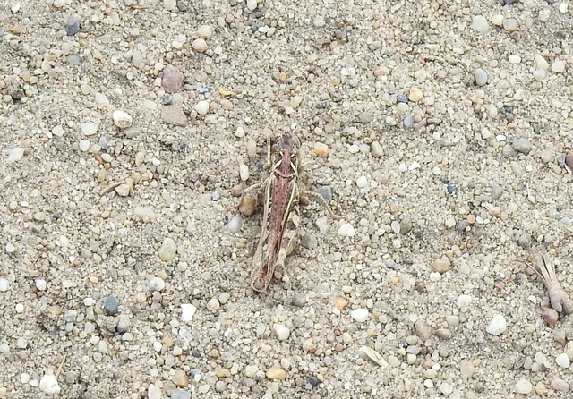 Orthoptera - Egyenesszárnyúak Orthoptera - Egyenesszárnyúak
