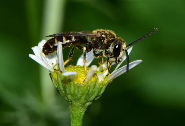 Hymenoptera - Hártyásszárnyúak Hymenoptera - Hártyásszárnyúak