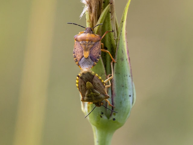 Carpocoris Carpocoris