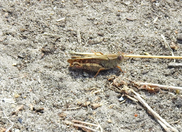 Orthoptera - Egyenesszárnyúak Orthoptera - Egyenesszárnyúak