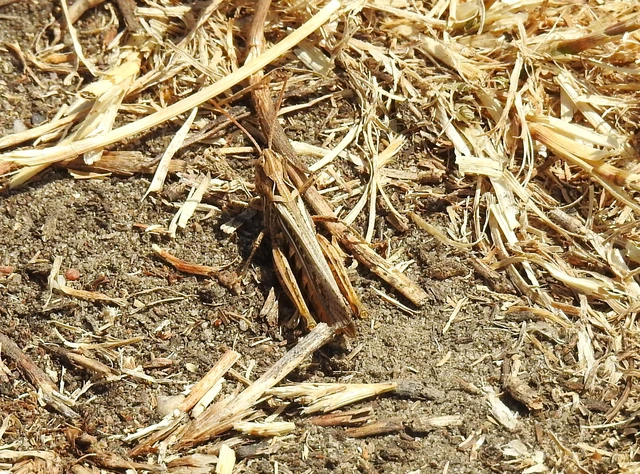 Orthoptera - Egyenesszárnyúak Orthoptera - Egyenesszárnyúak