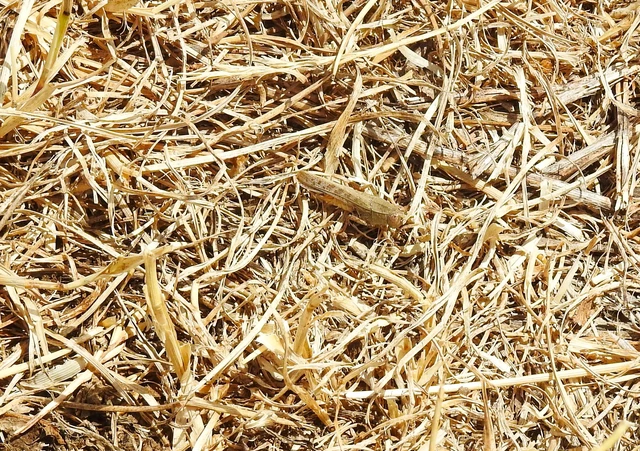 Orthoptera - Egyenesszárnyúak Orthoptera - Egyenesszárnyúak