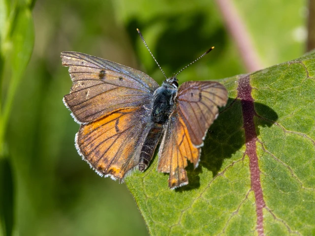 Lycaena alciphron - ibolyás tűzlepke