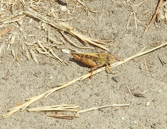 Orthoptera - Egyenesszárnyúak Orthoptera - Egyenesszárnyúak