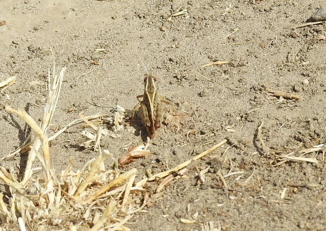 Orthoptera - Egyenesszárnyúak Orthoptera - Egyenesszárnyúak