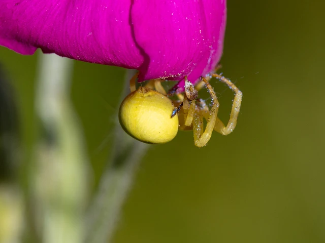 Araneae - Pókok