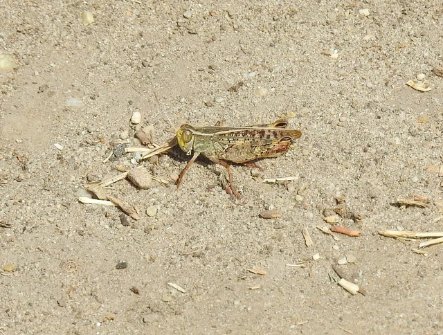 Orthoptera - Egyenesszárnyúak Orthoptera - Egyenesszárnyúak
