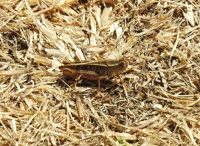 Orthoptera - Egyenesszárnyúak Orthoptera - Egyenesszárnyúak