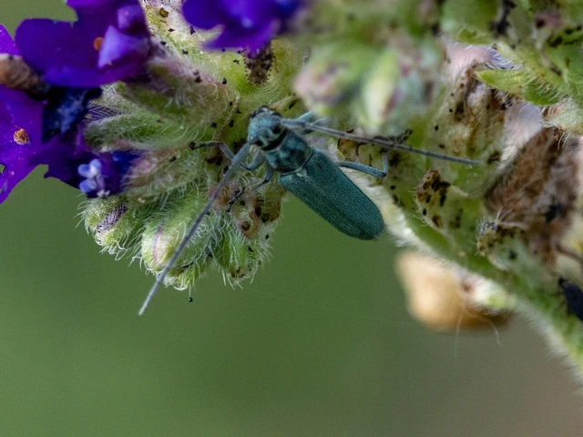 Phytoecia coerulescens - kígyósziszcincér