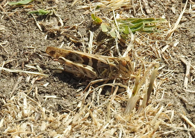 Orthoptera - Egyenesszárnyúak Orthoptera - Egyenesszárnyúak