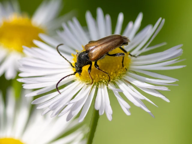 Coleoptera - Bogarak