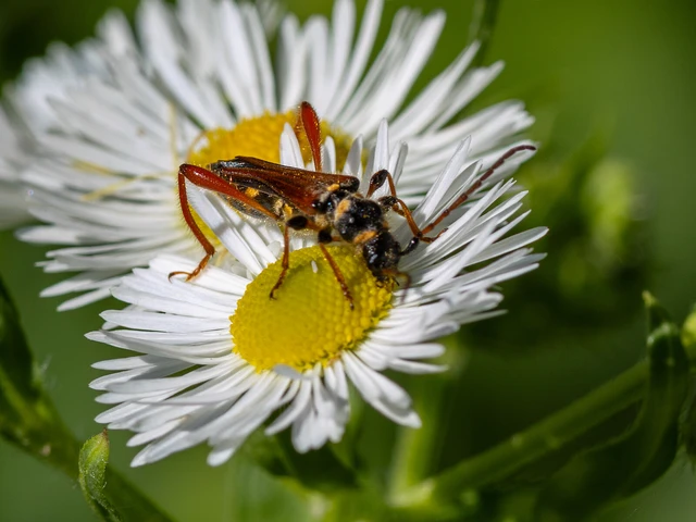 Coleoptera - Bogarak