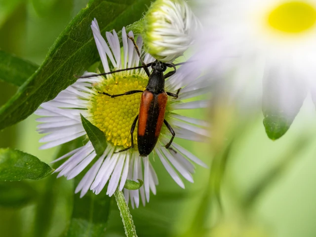 Coleoptera - Bogarak Coleoptera - Bogarak