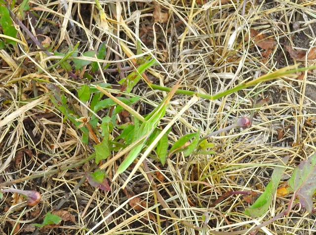 Orthoptera - Egyenesszárnyúak Orthoptera - Egyenesszárnyúak