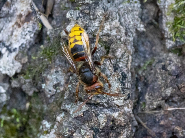 Vespa crabro - lódarázs Vespa crabro - lódarázs