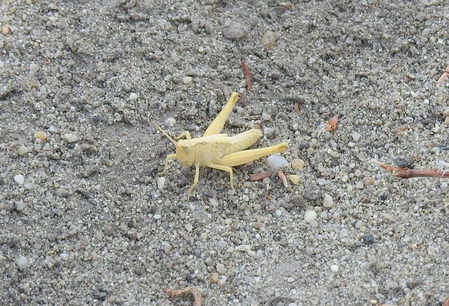 Orthoptera - Egyenesszárnyúak Orthoptera - Egyenesszárnyúak