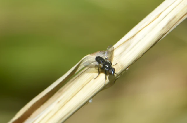 Diptera - Kétszárnyúak Diptera - Kétszárnyúak