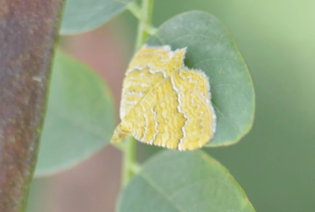 Camptogramma bilineata - kétvonalas sávosaraszoló