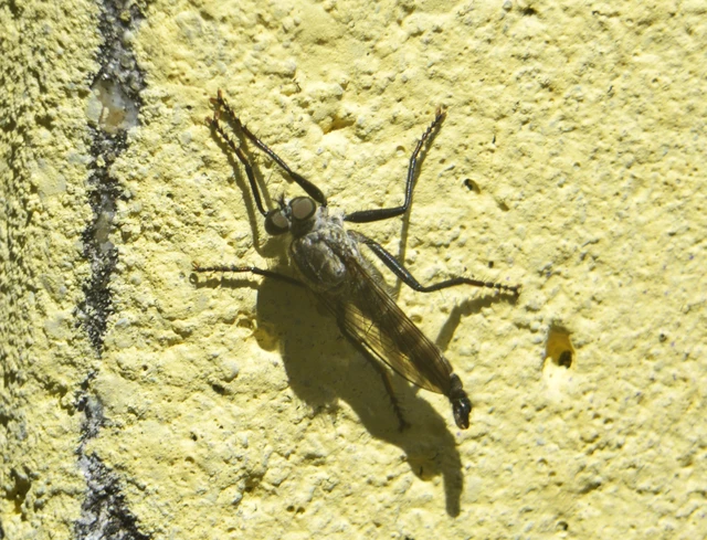 Diptera - Kétszárnyúak Diptera - Kétszárnyúak