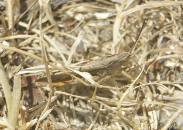 Orthoptera - Egyenesszárnyúak Orthoptera - Egyenesszárnyúak