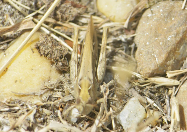 Orthoptera - Egyenesszárnyúak Orthoptera - Egyenesszárnyúak