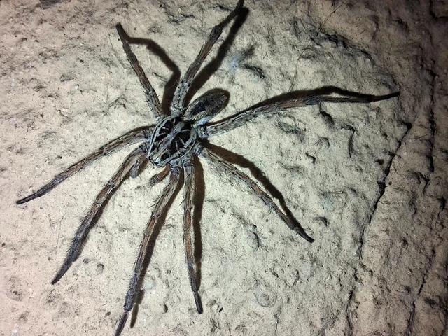 Araneae - Pókok