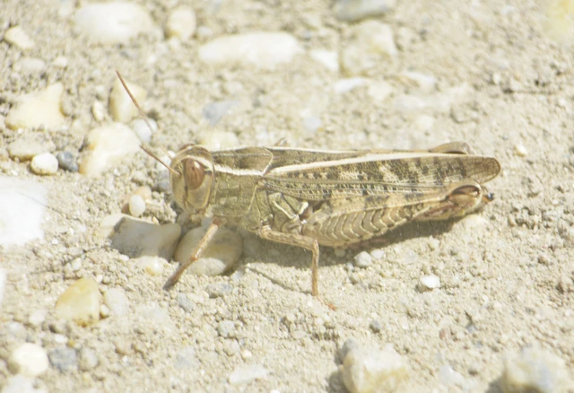 Orthoptera - Egyenesszárnyúak Orthoptera - Egyenesszárnyúak