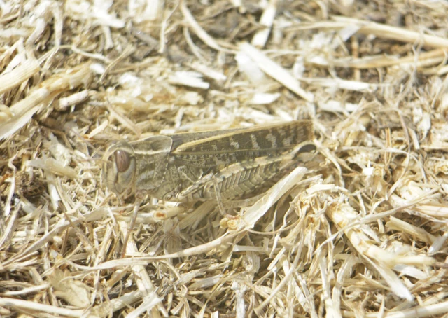 Orthoptera - Egyenesszárnyúak Orthoptera - Egyenesszárnyúak