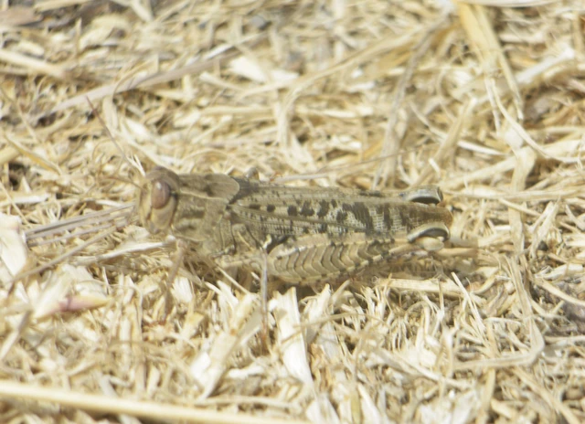 Orthoptera - Egyenesszárnyúak Orthoptera - Egyenesszárnyúak