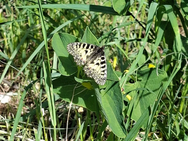 Zerynthia polyxena - farkasalmalepke