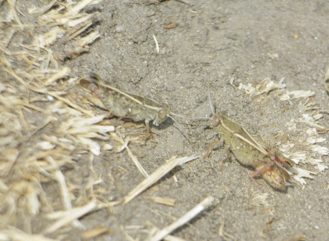 Orthoptera - Egyenesszárnyúak Orthoptera - Egyenesszárnyúak