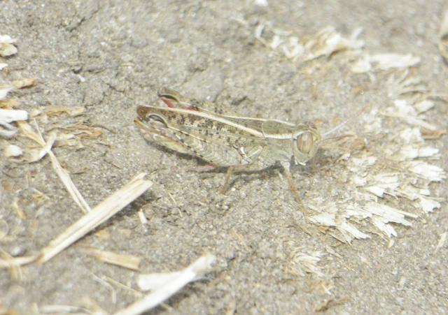 Orthoptera - Egyenesszárnyúak Orthoptera - Egyenesszárnyúak