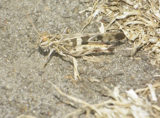 Orthoptera - Egyenesszárnyúak Orthoptera - Egyenesszárnyúak