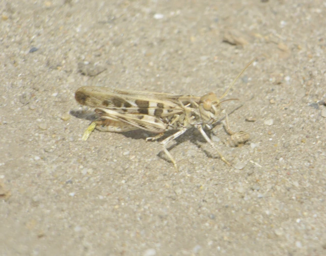 Orthoptera - Egyenesszárnyúak Orthoptera - Egyenesszárnyúak
