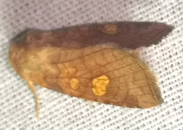 Amphipoea fucosa - hamiskás lápibagoly