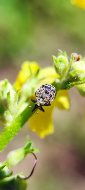 Curculionidae - ormányosbogár-félék Curculionidae - ormányosbogár-félék