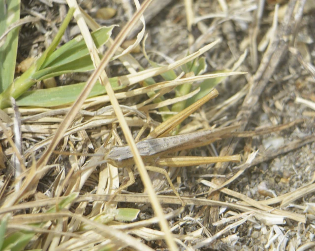Orthoptera - Egyenesszárnyúak Orthoptera - Egyenesszárnyúak