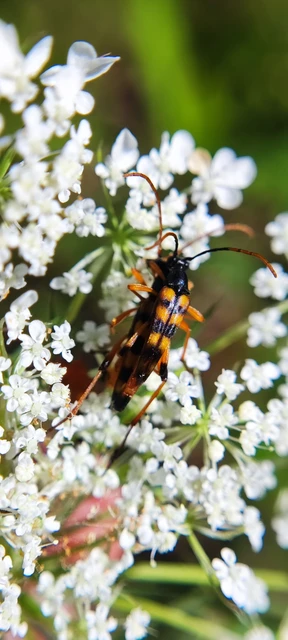 Strangalia attenuata - nyurgacincér Strangalia attenuata - nyurgacincér